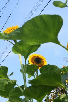夏は向日葵が似合います