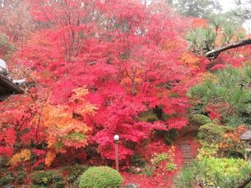 真っ赤に色付いたモミジ