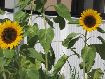 ひまわりの花が咲いているところ