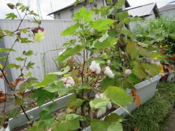 ワタの花が咲いている様子