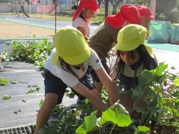 畑でサツマイモのツルを引っ張る園児たちの様子