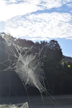 蜘蛛の巣です