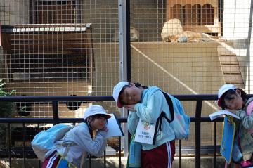 狐が寝ています