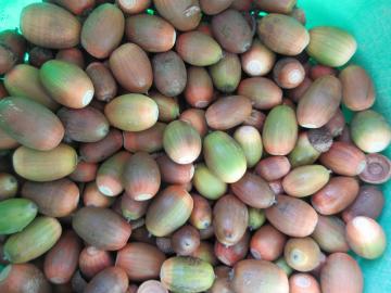 バケツの中にドングリがいっぱい入っている