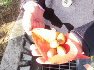 手のひらにドングリを載せている