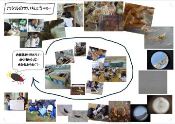 ホタルの成長の記録を時期ごとに表した画像