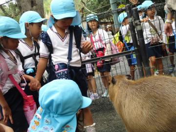 カピバラを見ている園児の様子
