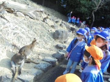 セントラルパークで園児がワラビーを見ている様子