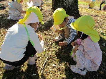 どんぐりを拾っている園児の様子
