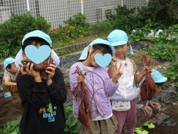 畑で園児が大きな芋を持っている写真