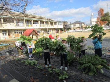 園庭で丸だいこんを収穫する園児たちの様子