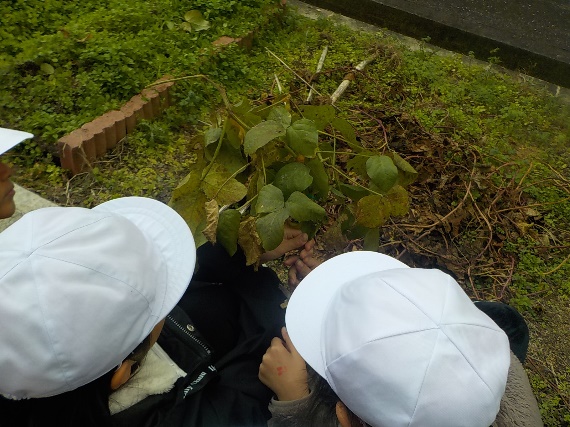 大豆の収穫