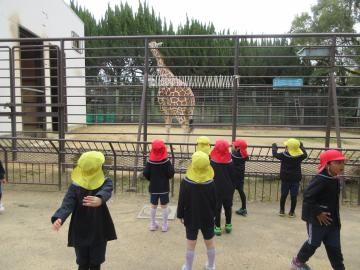 動物園で園児たちが麒麟を見ている様子