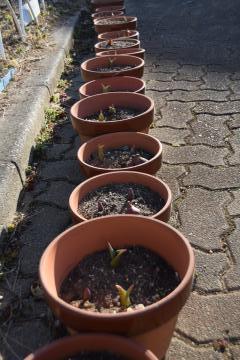 鉢植えから芽が出ています