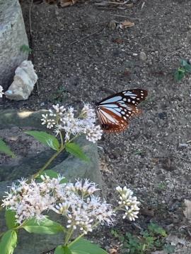 フジバカマの蜜を吸うアサギマダラの様子