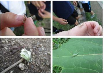 夏の虫の写真です。