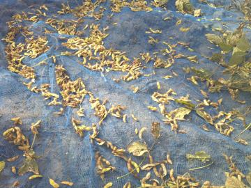 収穫した大豆をネットに広げて置いている様子