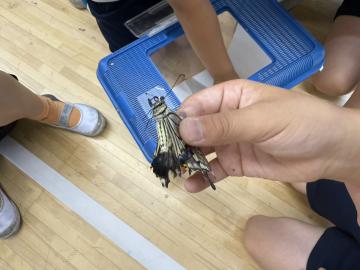 アゲハチョウを持つ児童