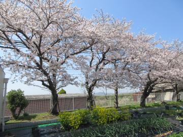 桜が満開になっている写真