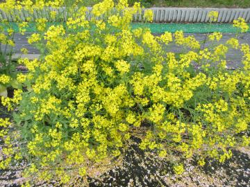 菜の花が満開の様子