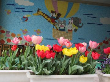 ちゅりっぷが咲いている様子