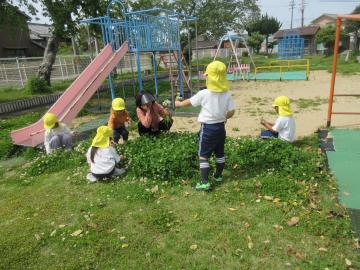 シロツメウサを集めている