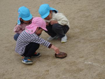 園庭でカメのコタローと散歩をする園児の様子