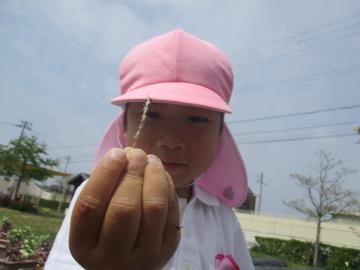 枝にダンゴムシをのぼらせる子供