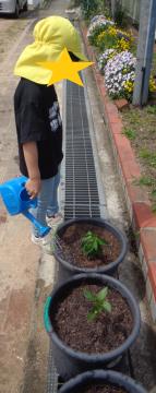 野菜を植えた植木鉢に水やりする園児2
