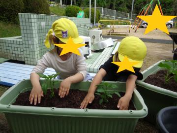 協力して野菜の苗を植える園児