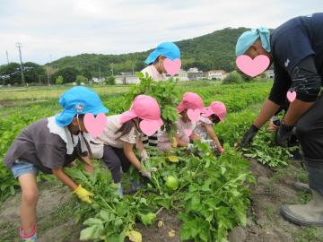 地域の人と子供たちがジャガイモの苗を引っ張っているところ