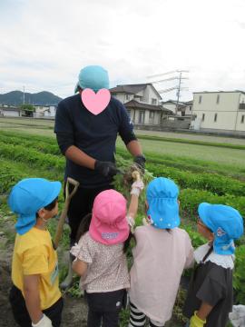 ジャガイモの違いを教えてもらっているところ
