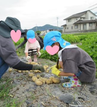 収穫したジャガイモを数えているところ