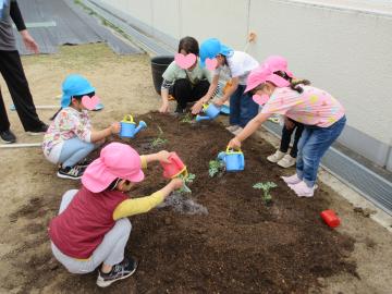 スイカの苗植えをしている写真