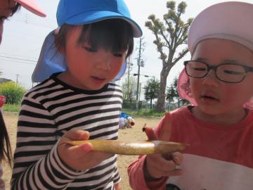 公園内で園児がテントウムシを捕まえたところ