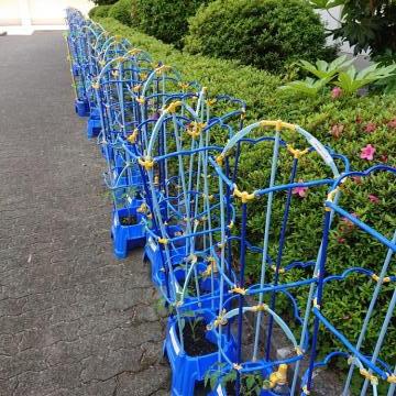 校舎内に植えられたミニトマトです
