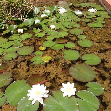 中庭の睡蓮が咲いています