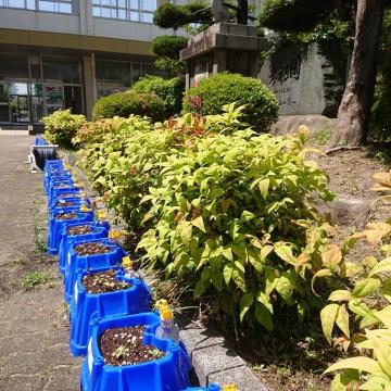 校舎内の朝顔の芽が出ています