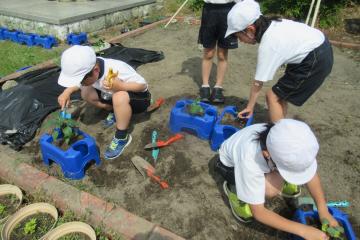 畑で2年生の児童が野菜の苗を植えている様子