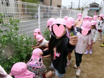 5歳スナップエンドウの収穫をしているところ