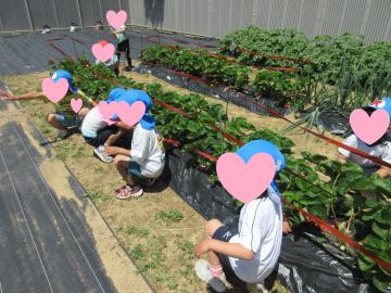 赤いイチゴを探している様子