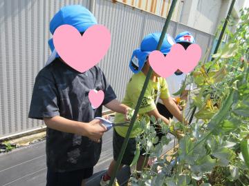 スナップエンドウを収穫している様子