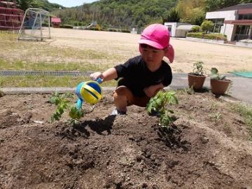 植えた夏野菜に水やりをする様子