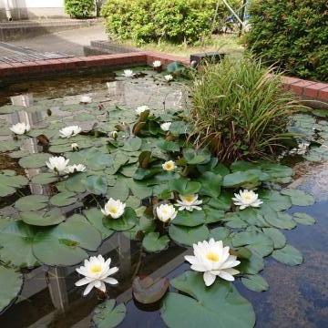 中庭の睡蓮の花が増えました。