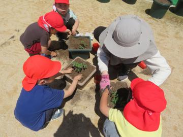 4歳児が園庭で野菜の苗を植えています