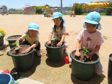 5歳児は園庭で自分で選んだ苗を植えています