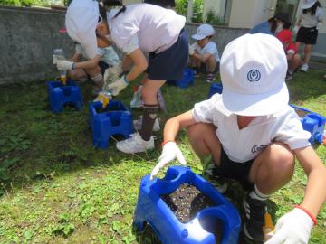 あさがおのたねをうめる1年生