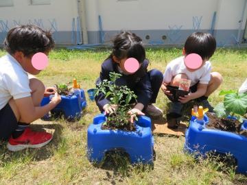 なえをいためないようポットから取り出す2年生