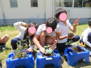 なかよくなえを植える2年生