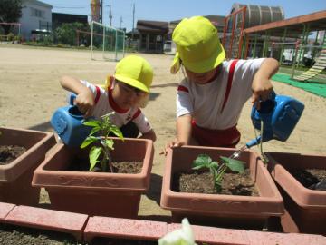 夏野菜の苗を植えている様子